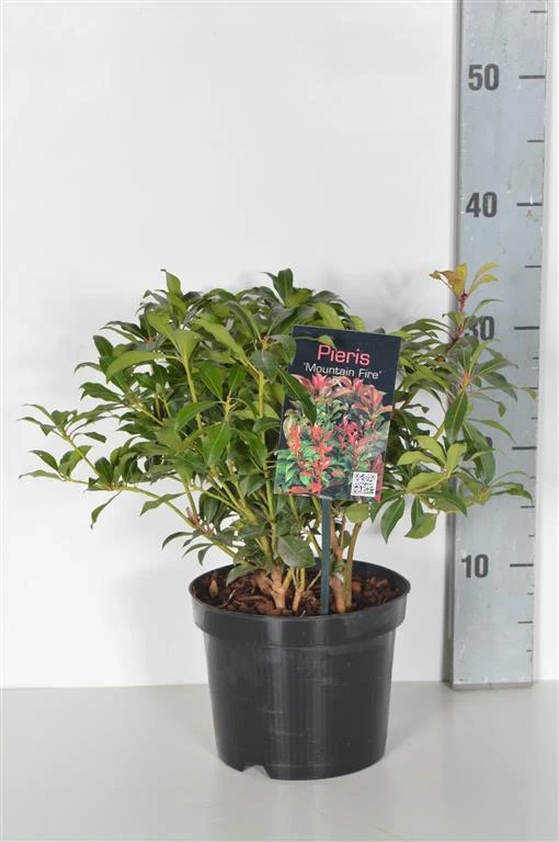 Pieris japonica 'Mountain Fire' C2 (2 liters kruka) 20-25 cm