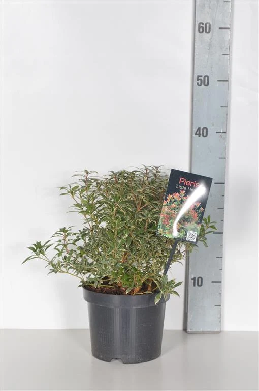 Pieris japonica 'Little Heath' C2 (2 liters kruka) 20-25 cm