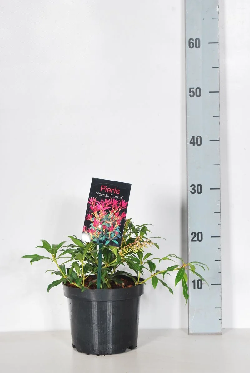 Pieris 'Forest Flame' C2 (2 liters kruka) 20-25 cm