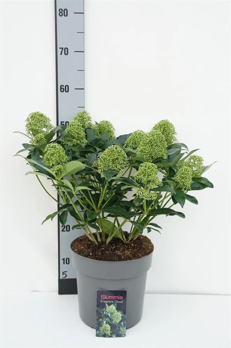 Skimmia j. 'Fragrant Cloud' C4,5 (4,5 liters kruka) 40-50 cm