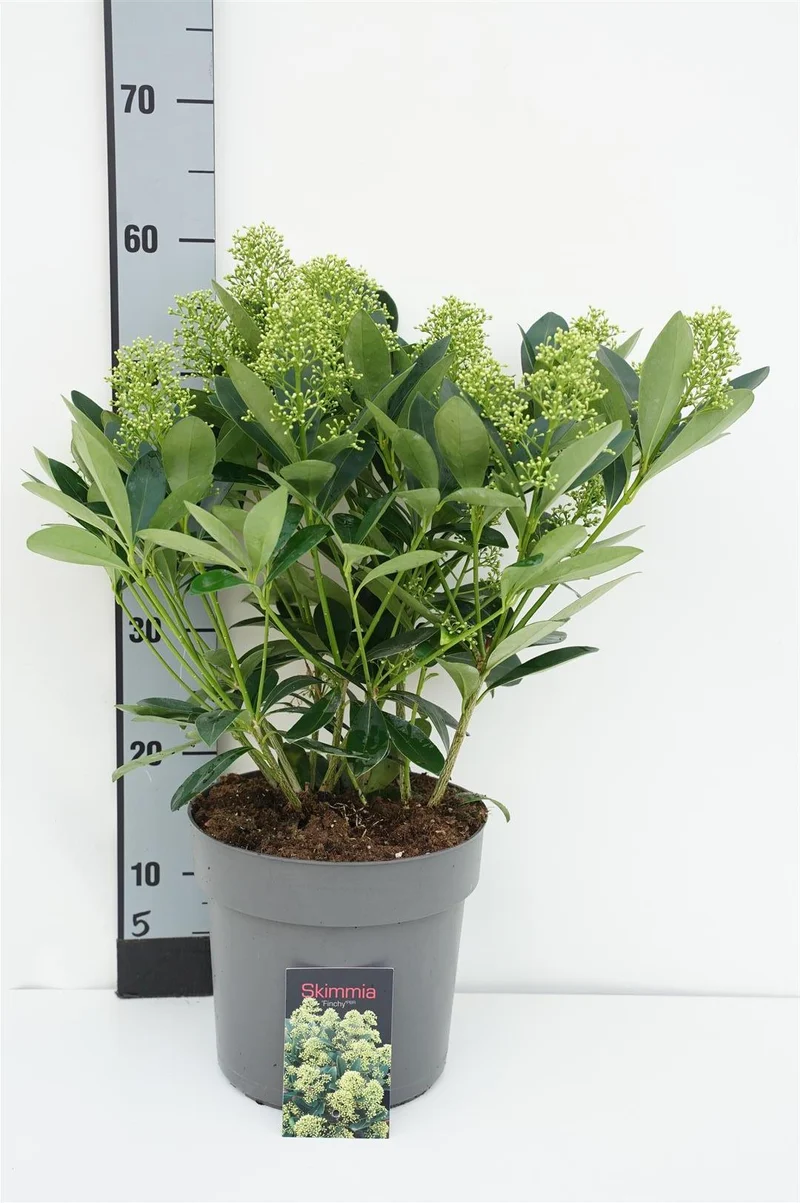 Skimmia japonica 'Finchy' C4,5 (4,5 liters kruka) 40-50 cm