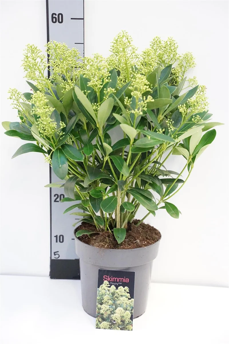Skimmia japonica 'Finchy' C3 (3 liters kruka) 35+ cm