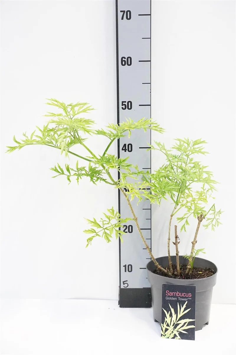 Sambucus nigra 'Golden Tower' C2 (2 liters kruka) 30-40 cm