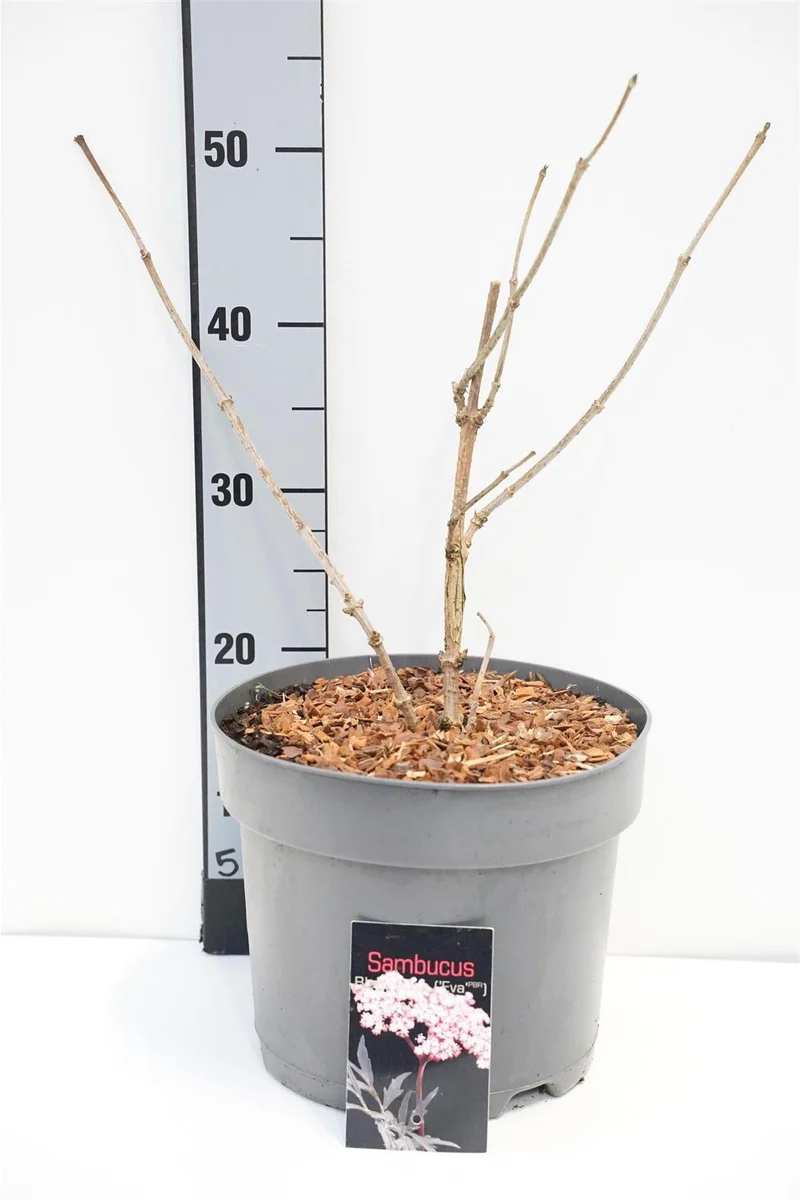 Sambucus nigra 'Black Lace' C7,5 (7,5 liters kruka) 40-60 cm