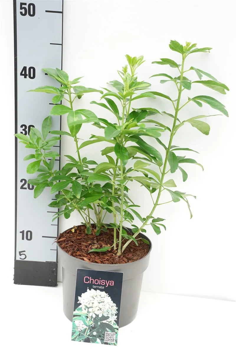 Choisya ternata C2 (2 liters kruka) 20-25 cm