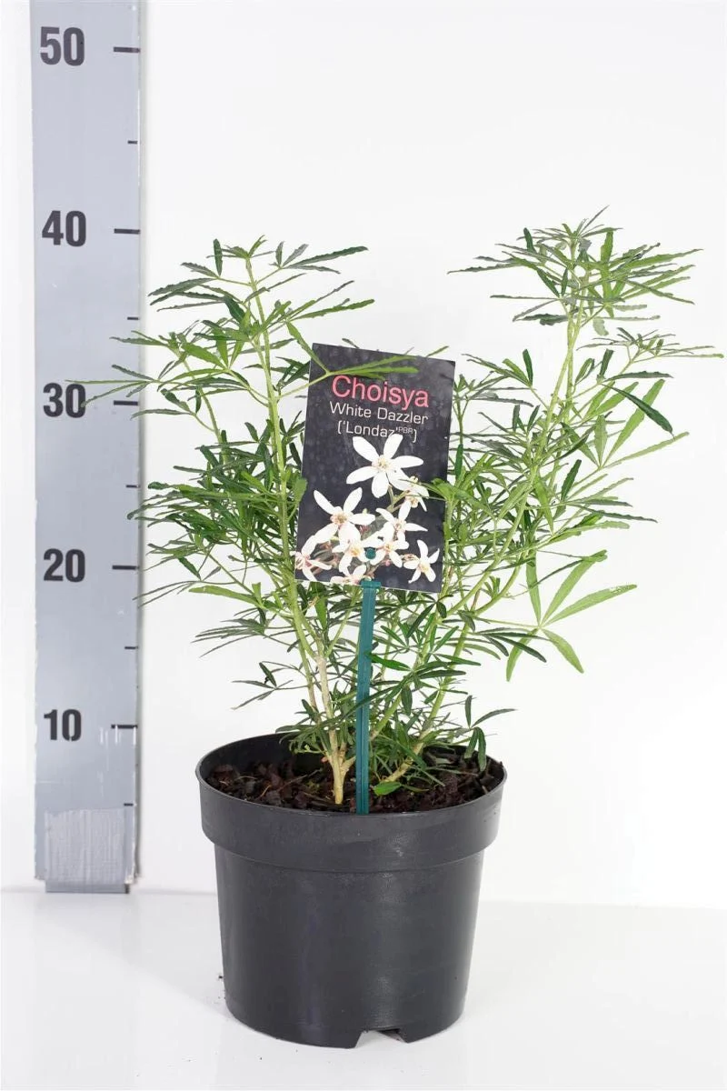 Choisya ternata 'White Dazzler' C2 (2 liters kruka) 20-25 cm