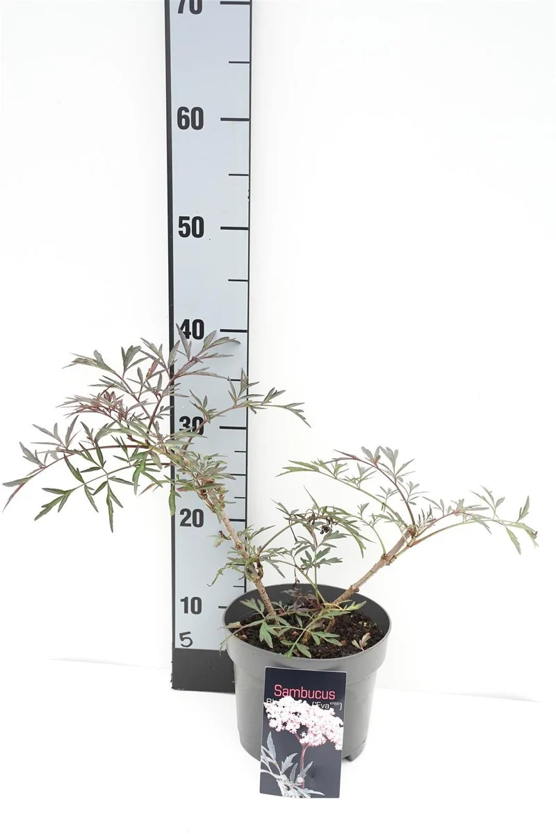 Sambucus nigra 'Black Lace' C2 (2 liters kruka) 30-40 cm