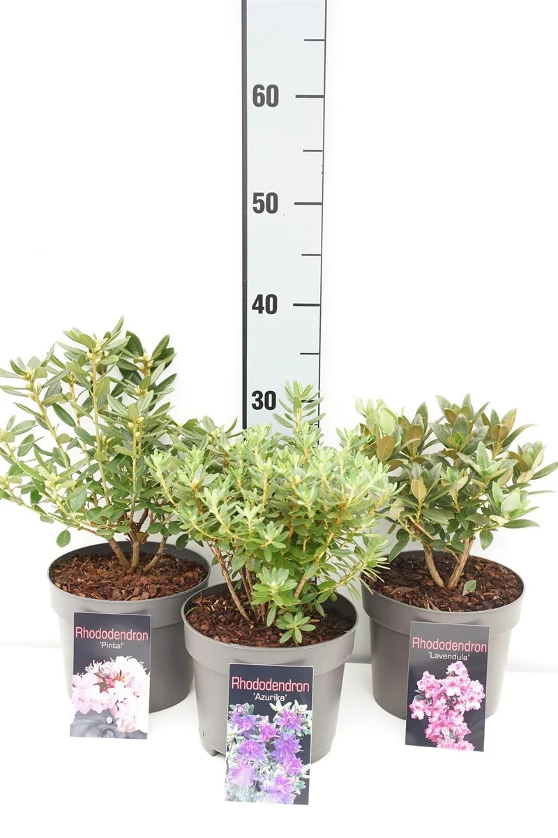 Rhododendron i sorter C2 (2 liters kruka) / 17 cm kruka, 20+ cm