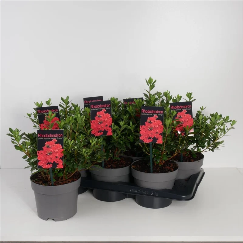 Rhododendron (AJ) 'Geisha Orange' C2 (2 liters kruka) 20-25 cm