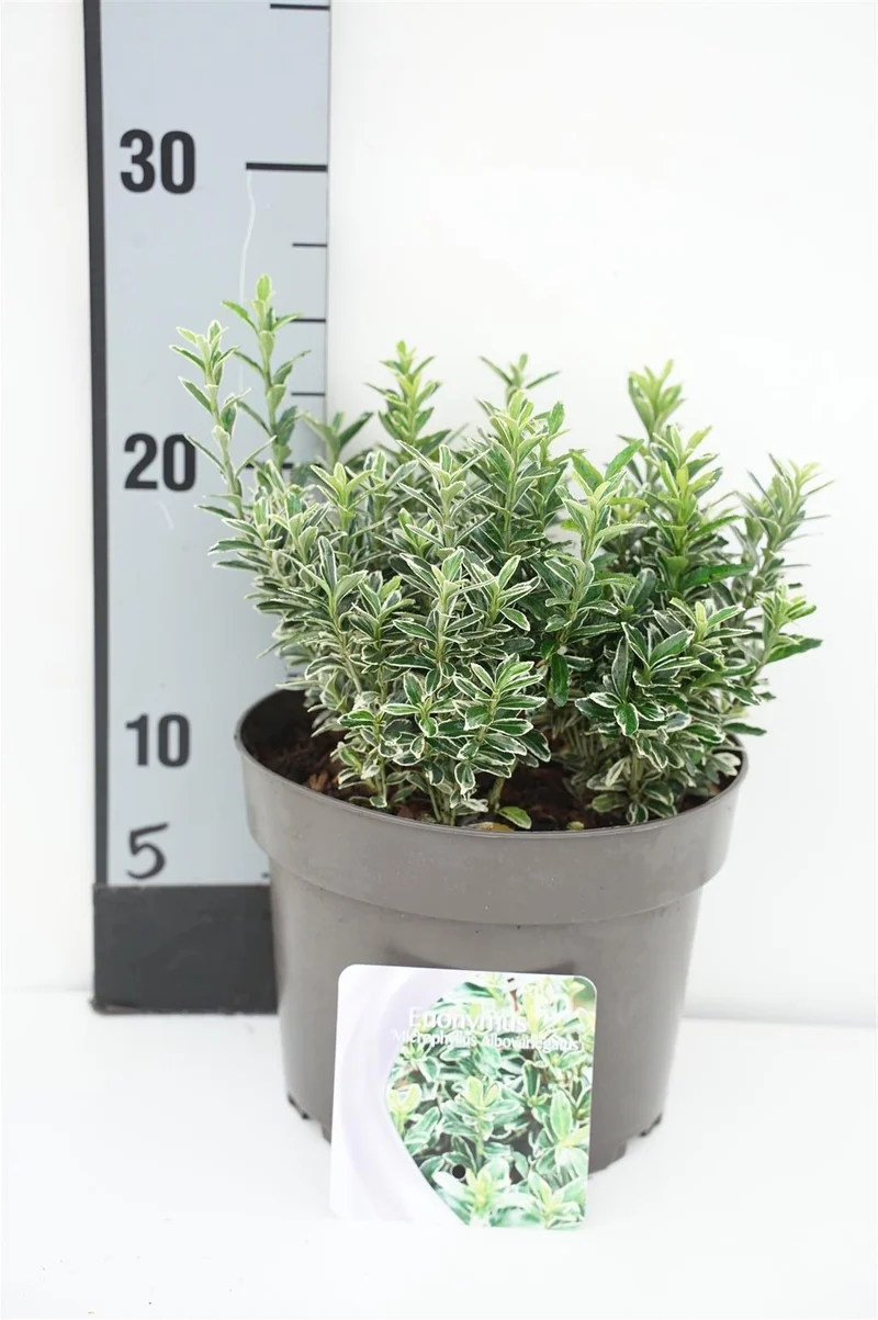 Euonymus japonicus 'Microphyllus Albovariegatus' C2 (2 liters kruka) 20-25 cm