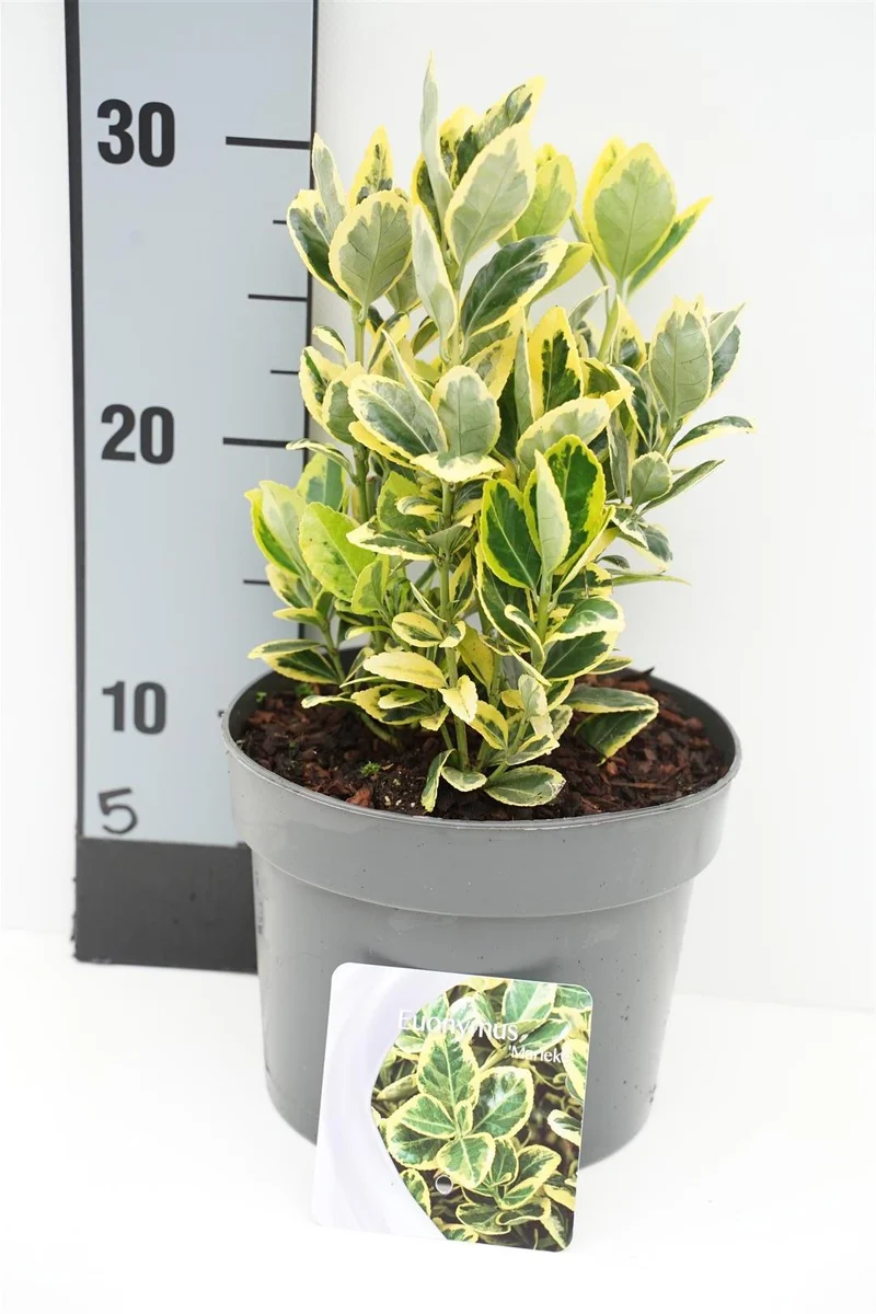 Euonymus japonicus 'Marieke' C2 (2 liters kruka) 20-25 cm