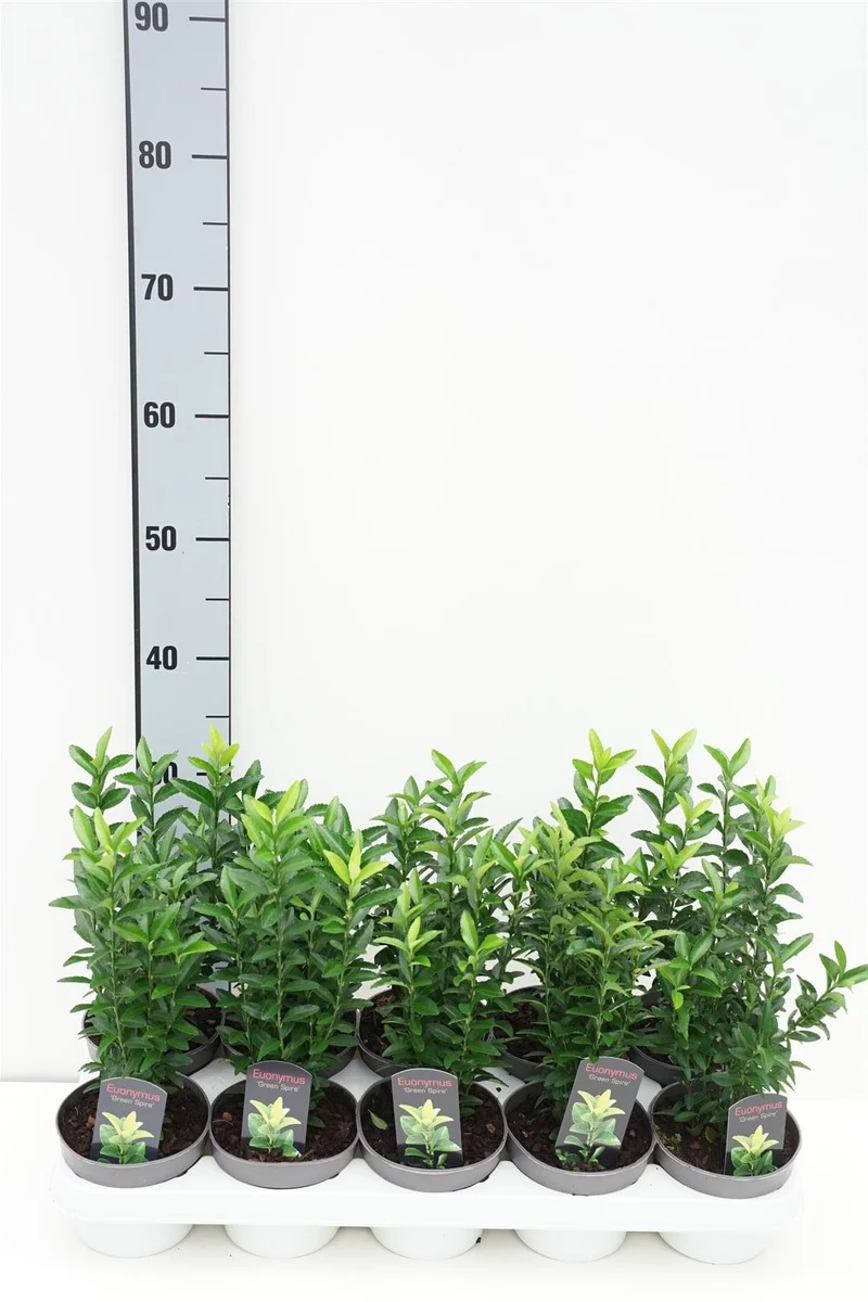 Euonymus jap. 'Green Spire' 15-20 cm (12 cm kruka)