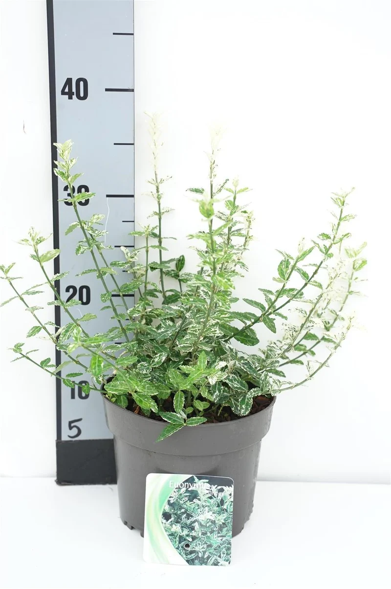 Euonymus fortunei 'Harlequin' C2 (2 liters kruka) 20-25 cm