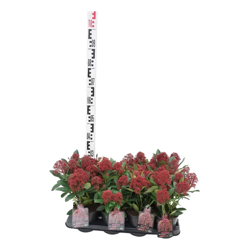 Skimmia j. 'Rubesta'® C1 (1 liters kruka) 20+ cm