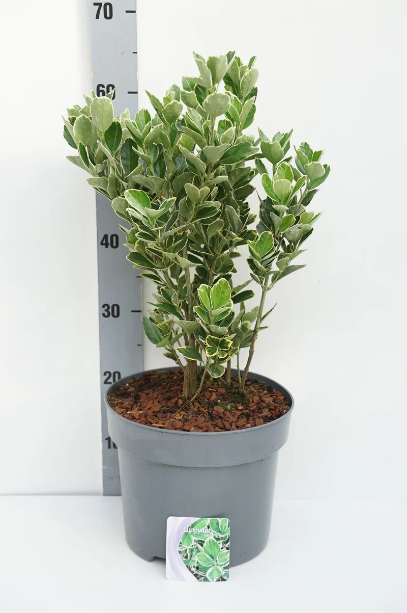 Euonymus japonica 'Silver Simon' C7,5 (7,5 liters kruka) 30-35 cm