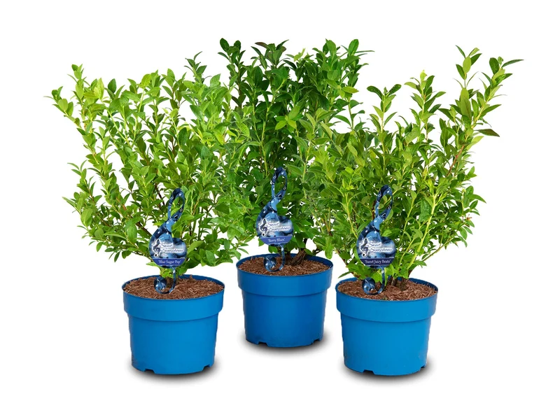 Vaccinium 'Sweet Symphony'® i sorter, C5 (5 liters kruka) / 23 cm kruka, 50-60 cm