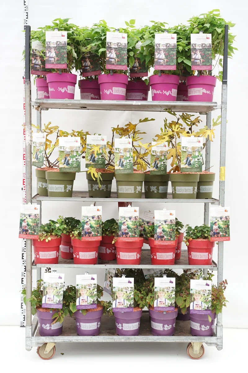Frukt- och bärväxter i sorter (Lucky Berry®) C5 (5 liters kruka) / 23 cm kruka 40-50 cm