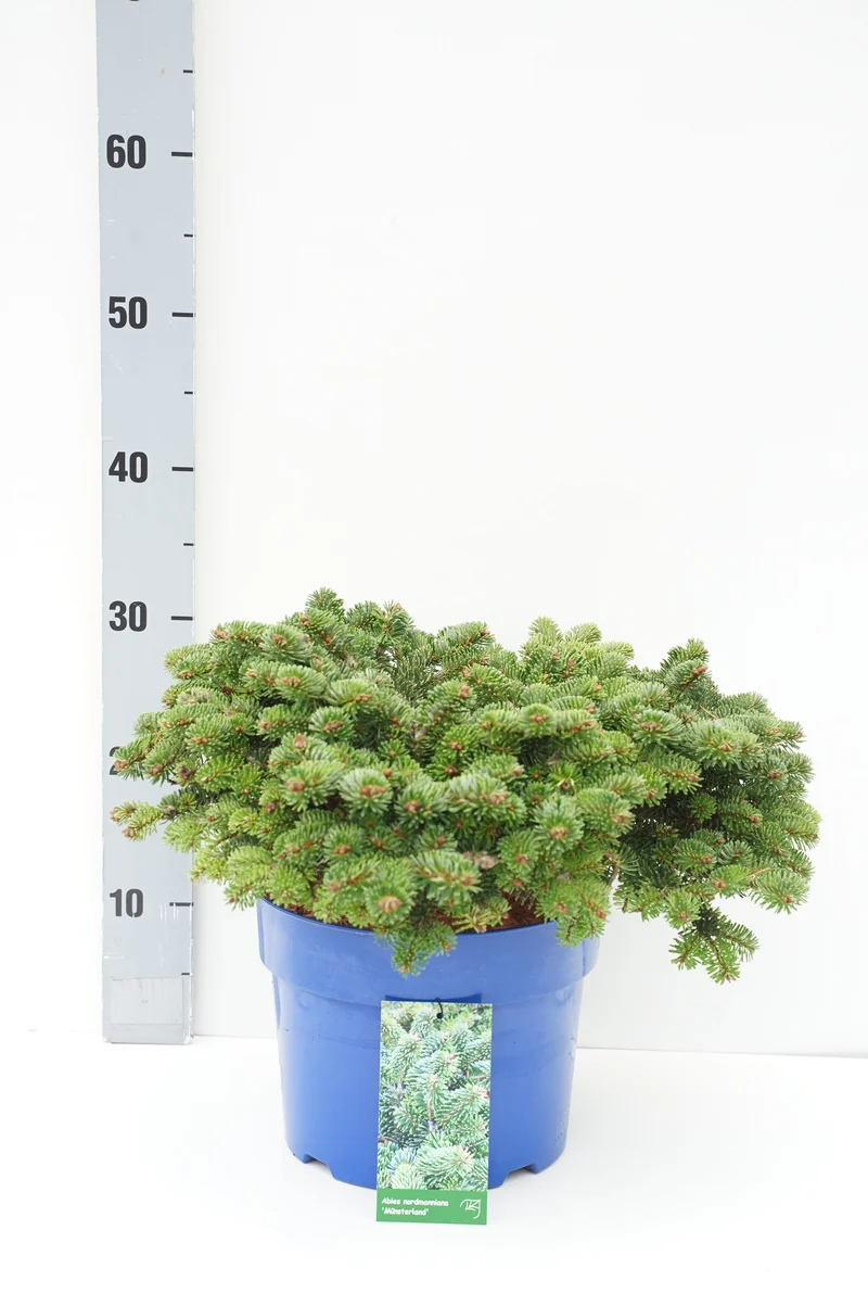 Abies nordm. 'Munsterland' C5 (5 liters kruka) 25-30 cm
