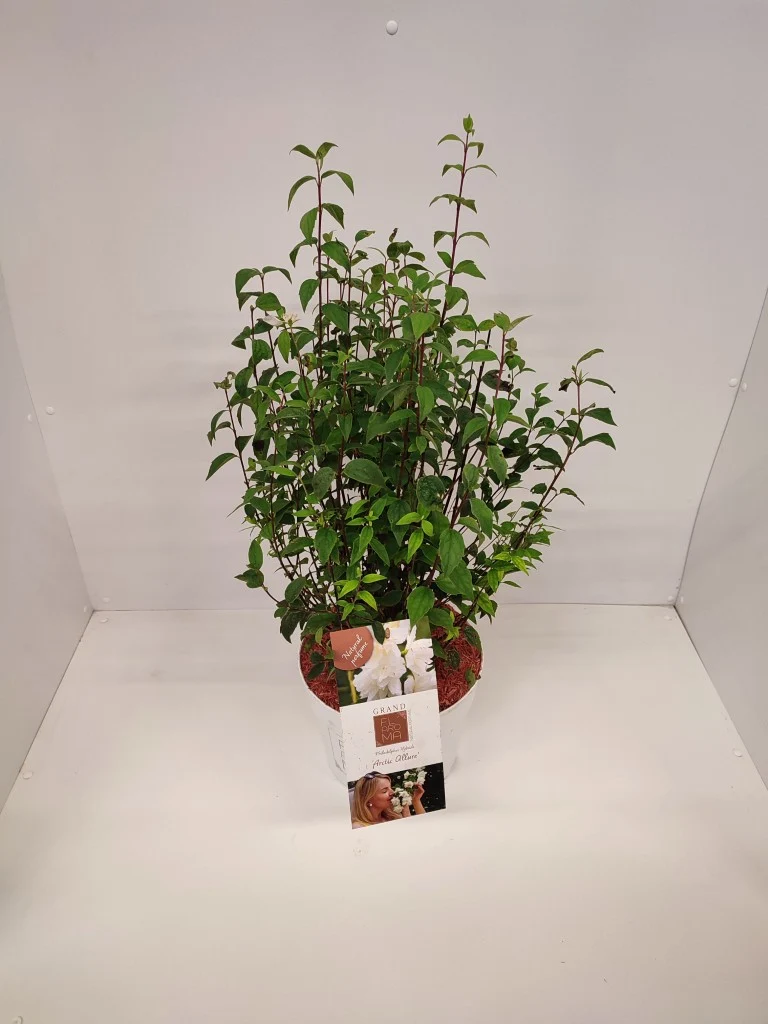 Philadelphus 'Arctic Allure' C5 (5 liters kruka) 50-60 cm