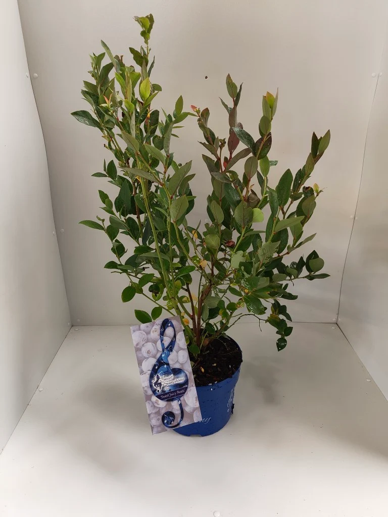 Vaccinium 'Sweet Symphony Blue'® Sweet Juicy Beats' C5 (5 liters kruka) 50-60 cm