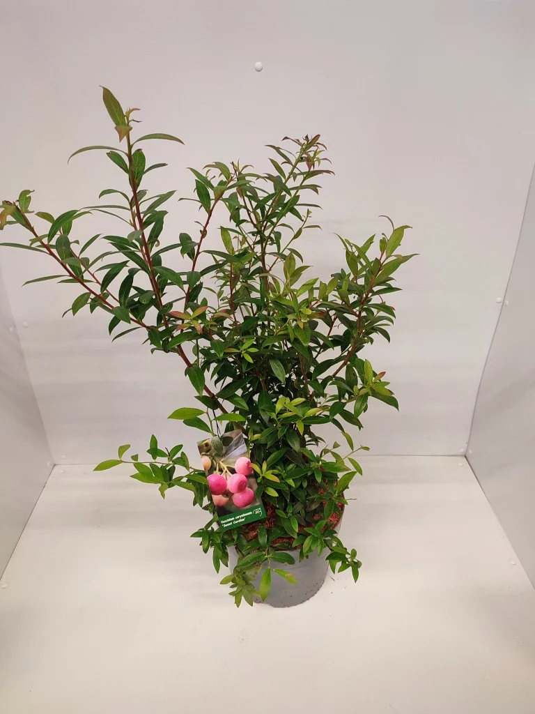 Vaccinium 'Sweet Symphony Pink'® Sweet Caroline C5 (5 liters kruka) 50-60 cm