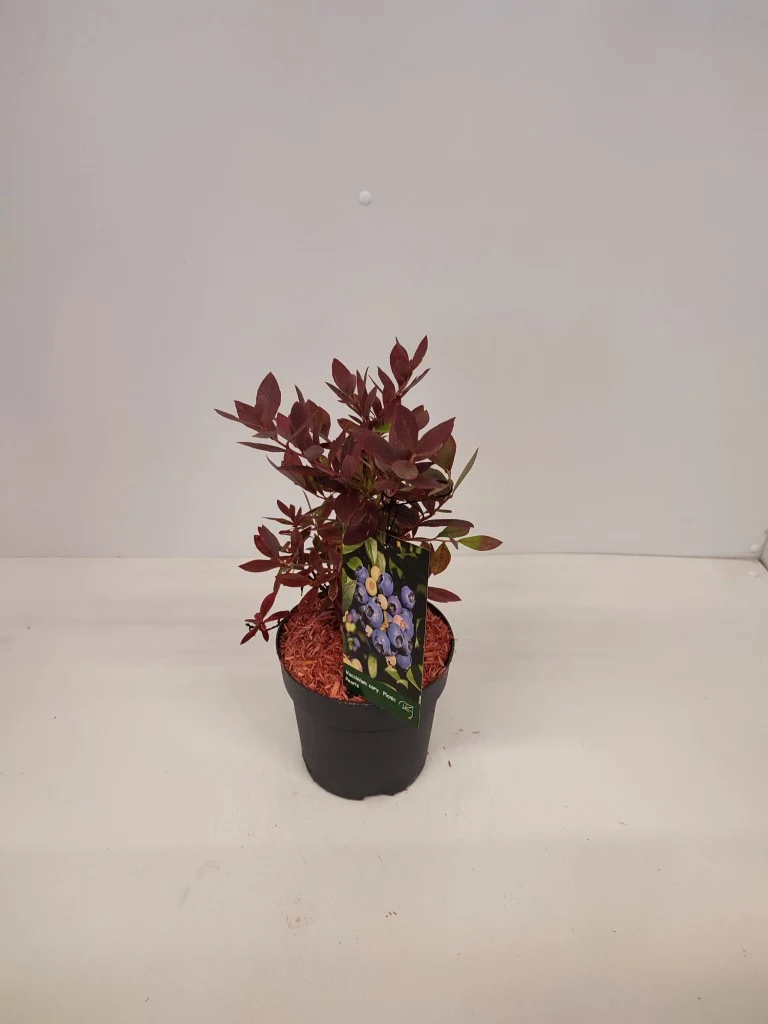 Vaccinium cor. 'Picknick Pearls'® C1,5 (1,5 liters kruka) 25-30 cm