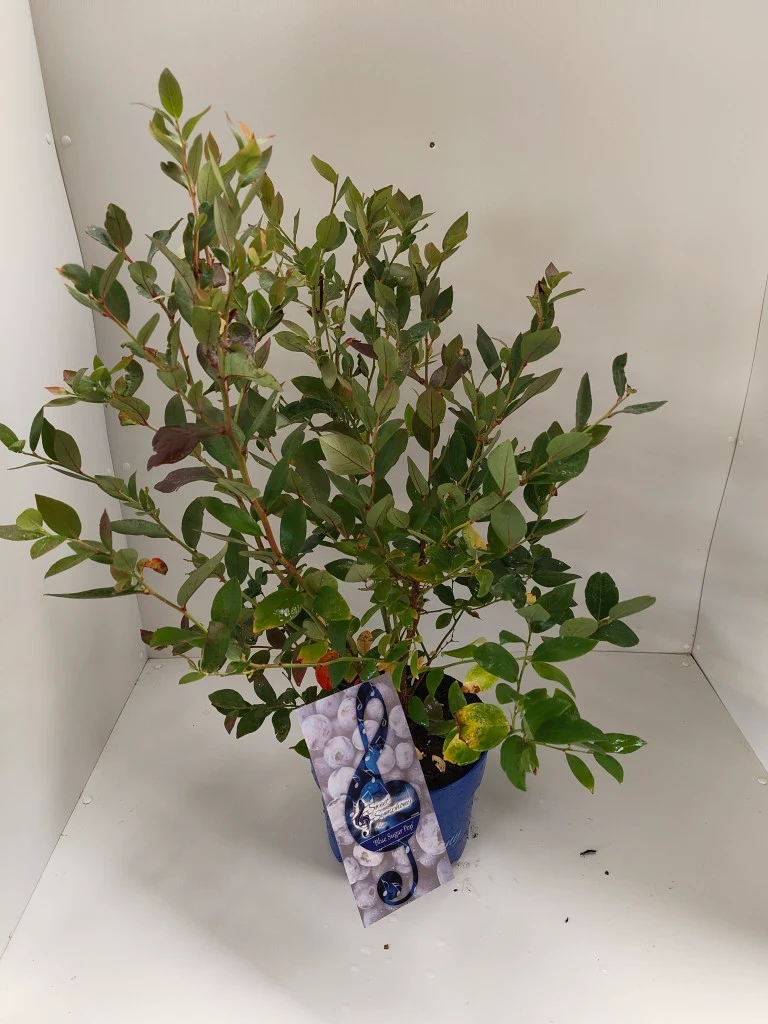 Vaccinium 'Sweet Symphony Blue'® Blue Sugar Pop C5 (5 liters kruka) 50-60 cm