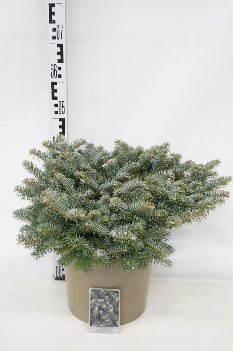 Abies koreana 'Tanja' C10 (10 liters kruka) 40-50 cm