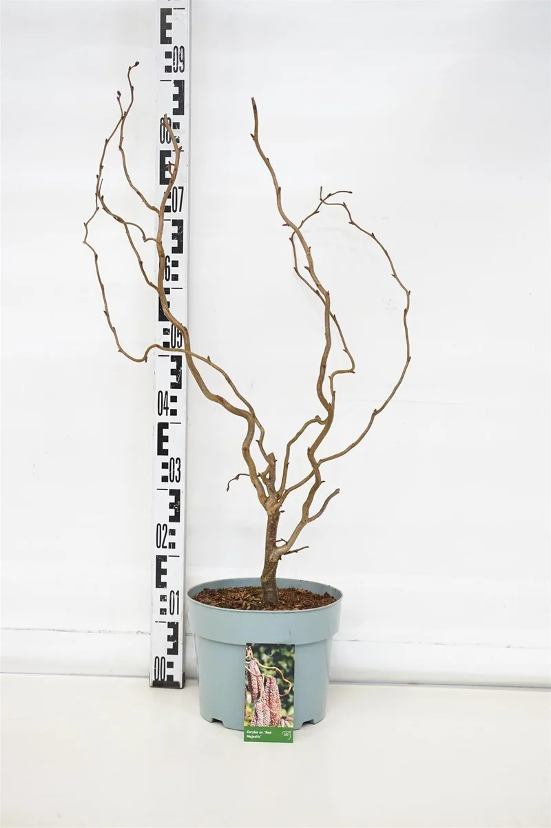 Corylus avellana 'Red Majestic' C5 (5 liters kruka) 50-60 cm