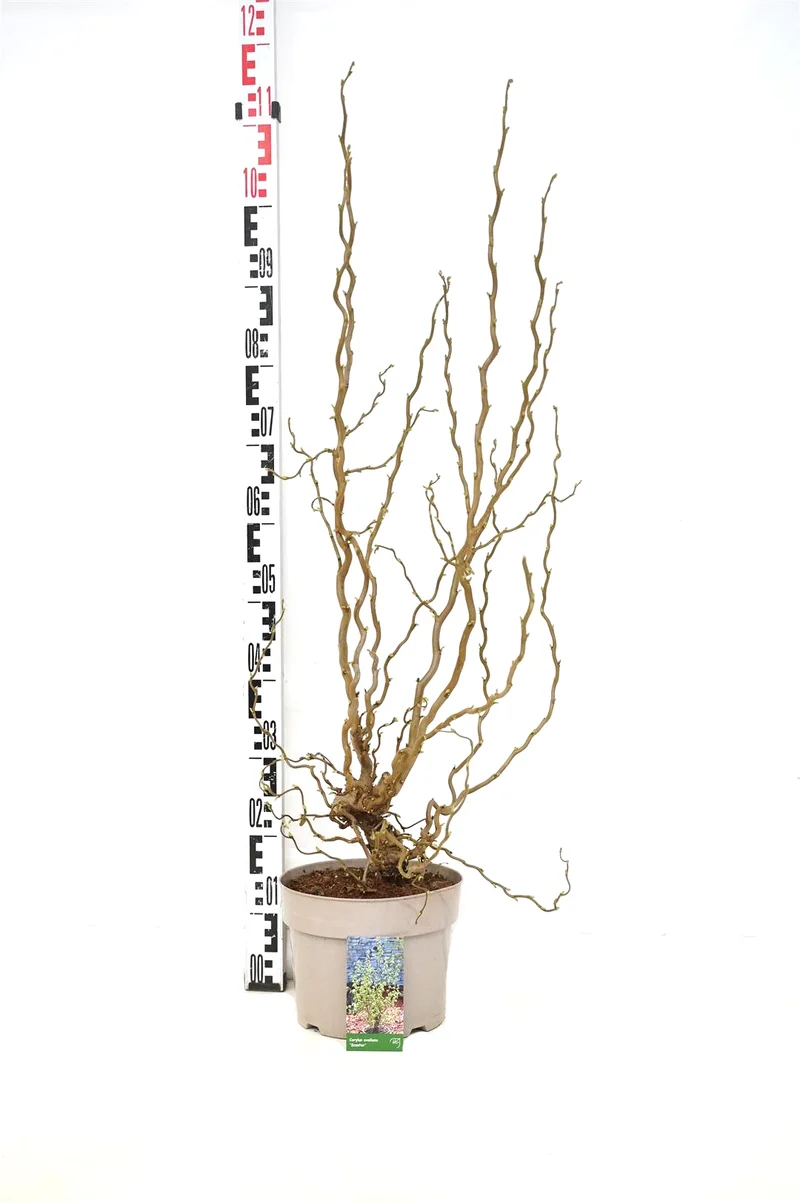 Corylus avellana 'Scooter' 50-60 cm C5 (5 liters kruka)