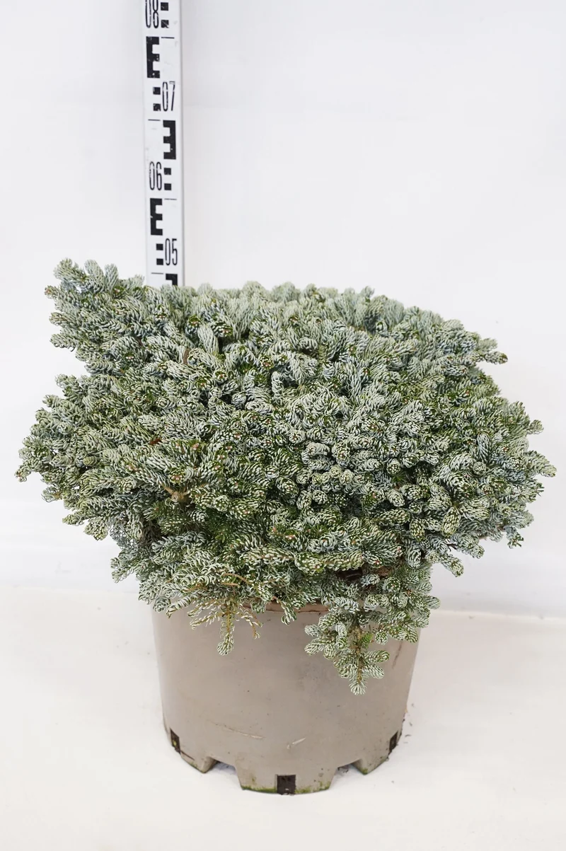Abies koreana 'Kohout's Icebreaker' C25 (25 liters kruka) 50-60 cm