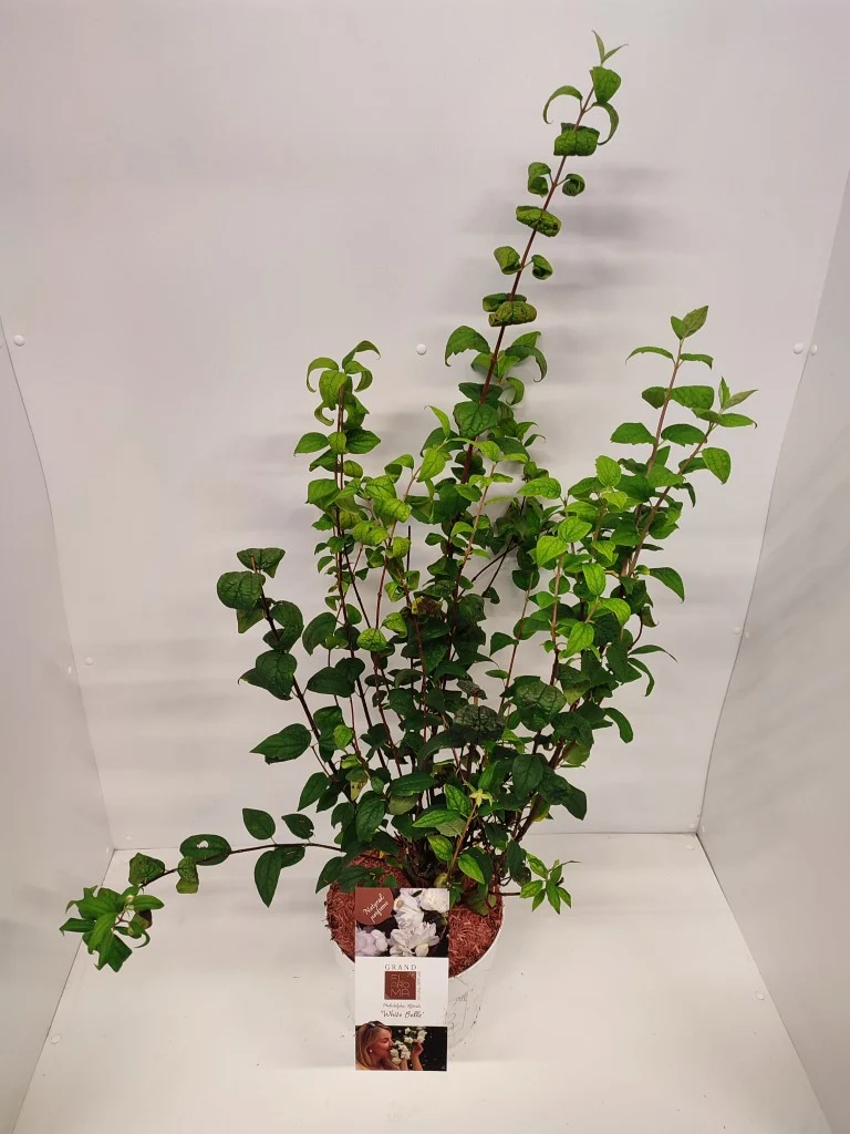 Philadelphus 'White Belle' C5 (5 liters kruka) 50-60 cm