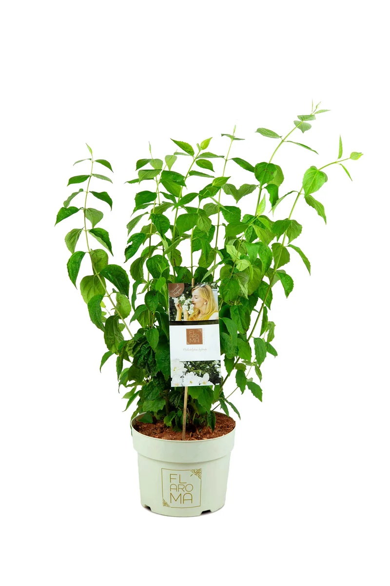 Philadelphus 'Summer Snow' C5 (5 liters kruka) 50-60 cm