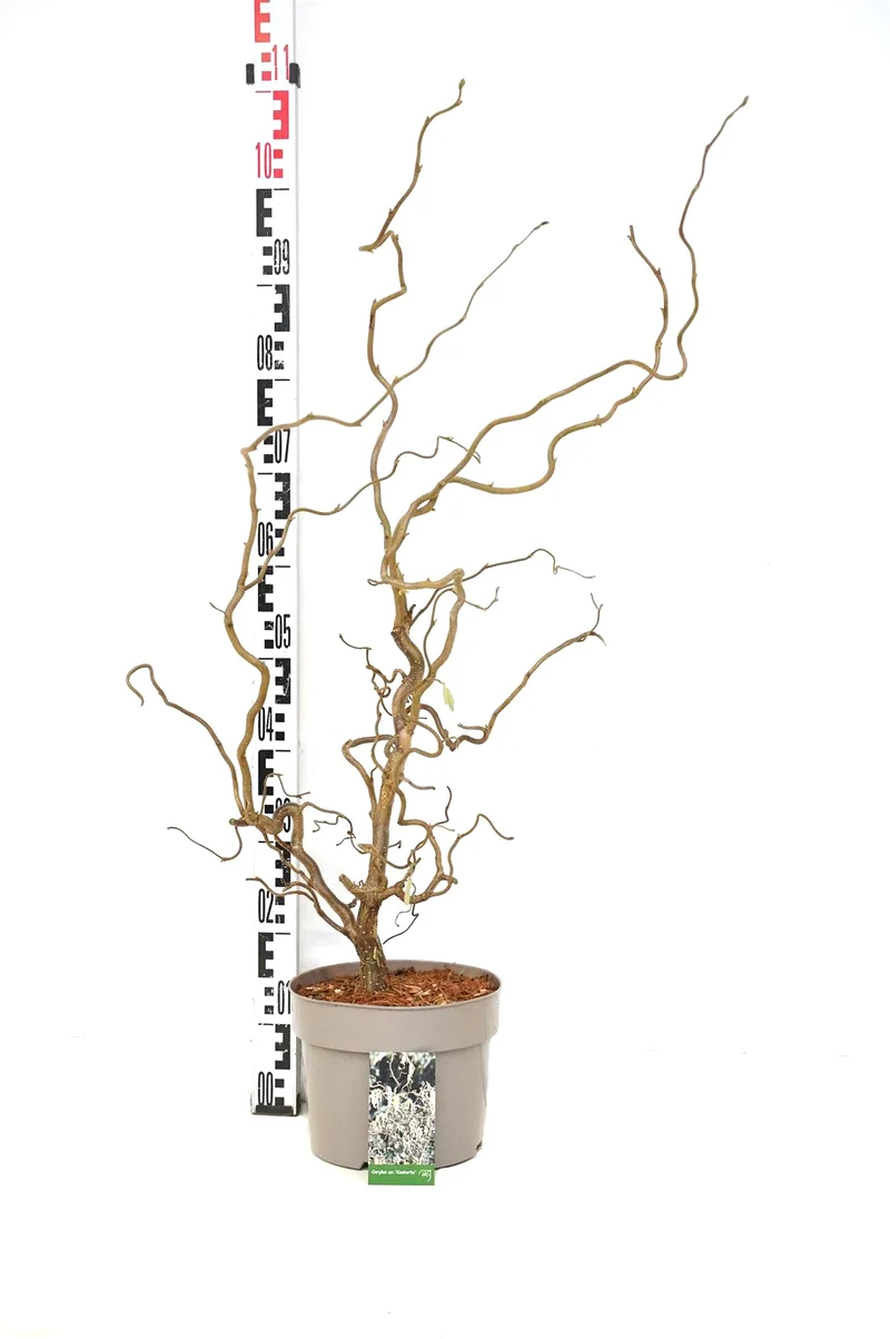Corylus a. 'Contorta' C5 (5 liters kruka) 50-60 cm