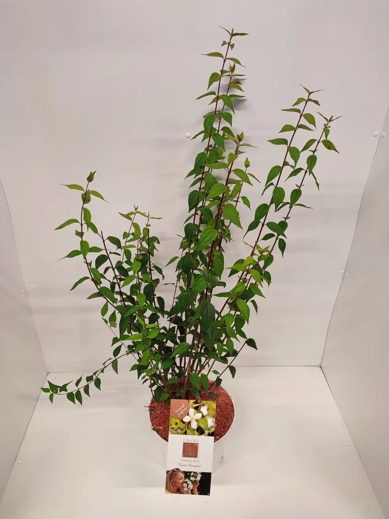 Philadelphus 'Snow Bouquet' C5 (5 liters kruka) 50-60 cm