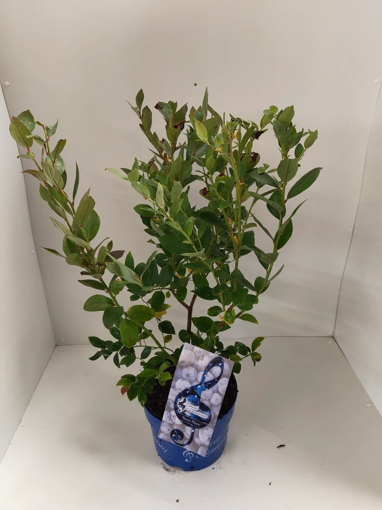 Vaccinium 'Sweet Symphony Blue'® Berry Blues C5 (5 liters kruka) 50-60 cm