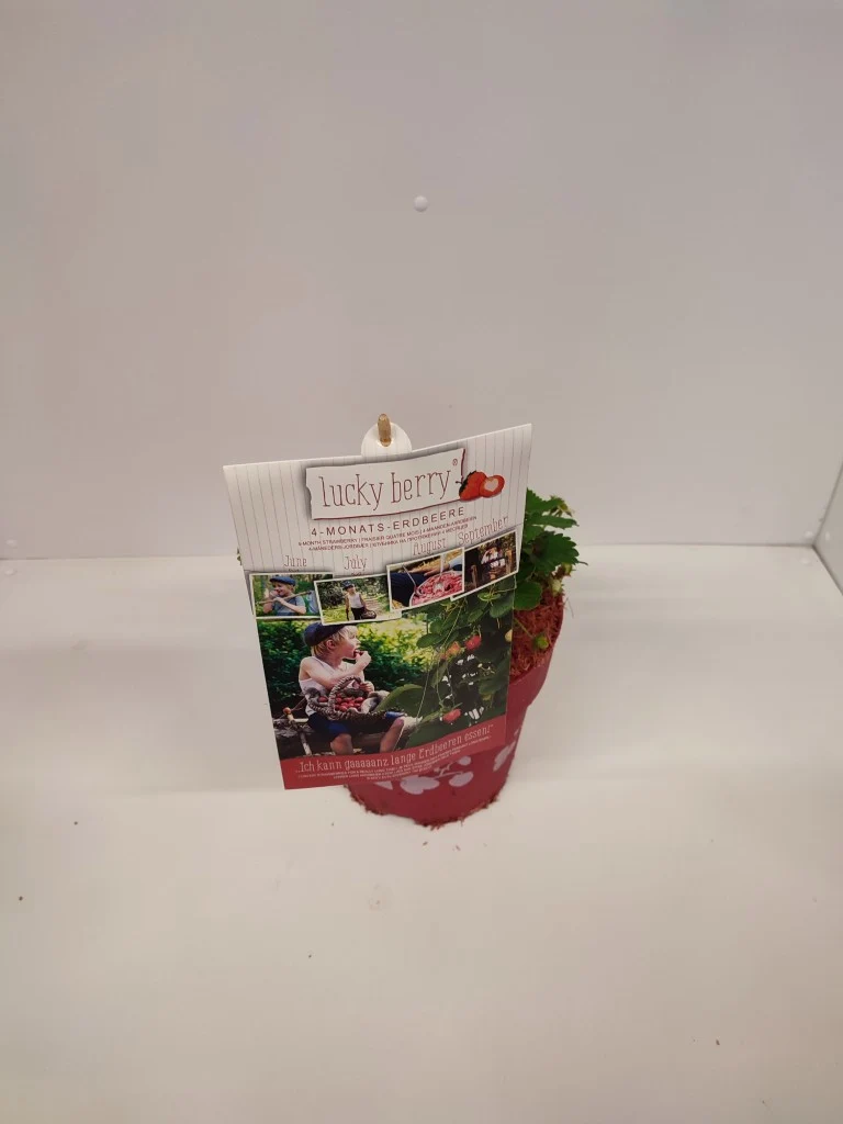 Fragaria 'Lucky Berry'® C5 (5 liters kruka) 40-50 cm
