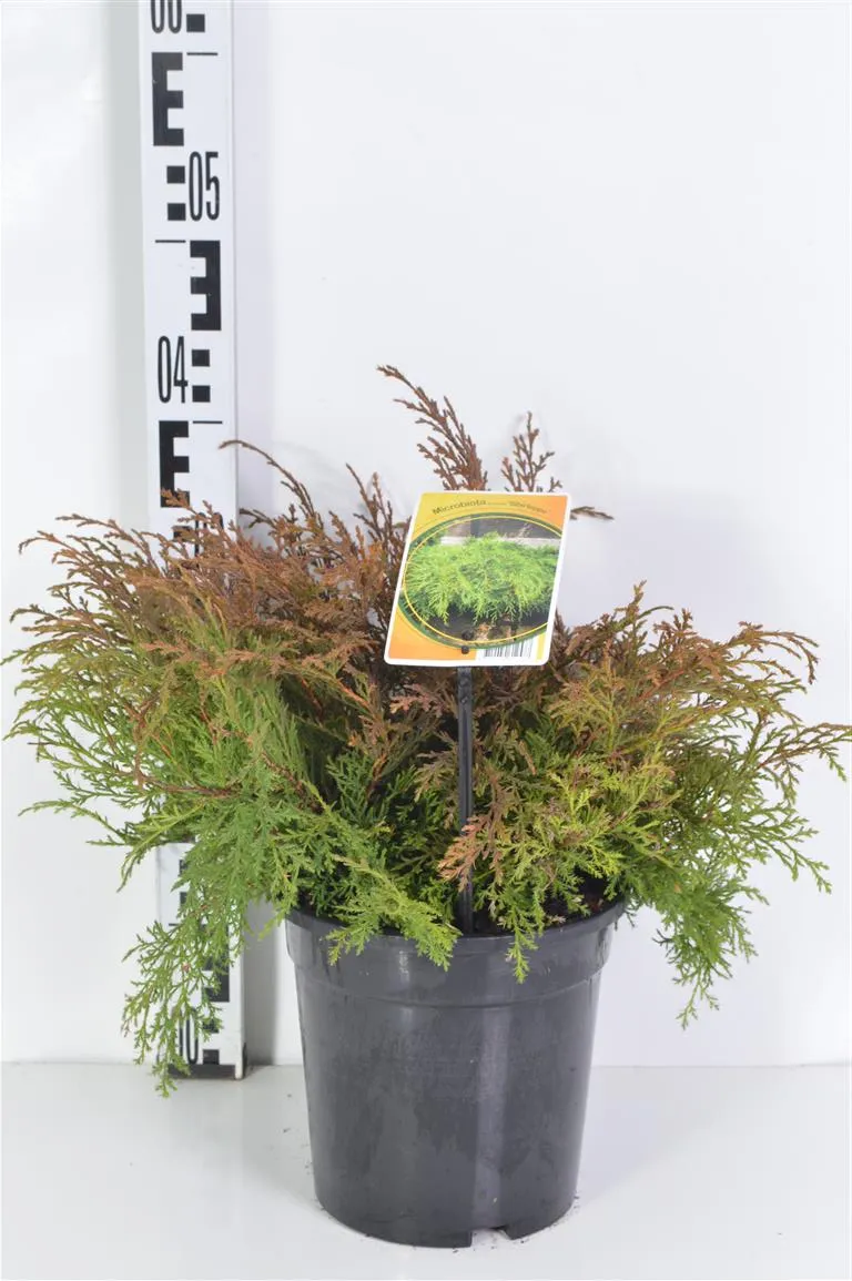 Microbiota decussata 'Silberteppe' C3 (3 liters kruka) 30-40 cm
