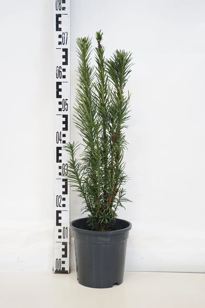 Cephalotaxus h. 'Fastigiata' 40-50 cm, C3 (3 liters kruka)