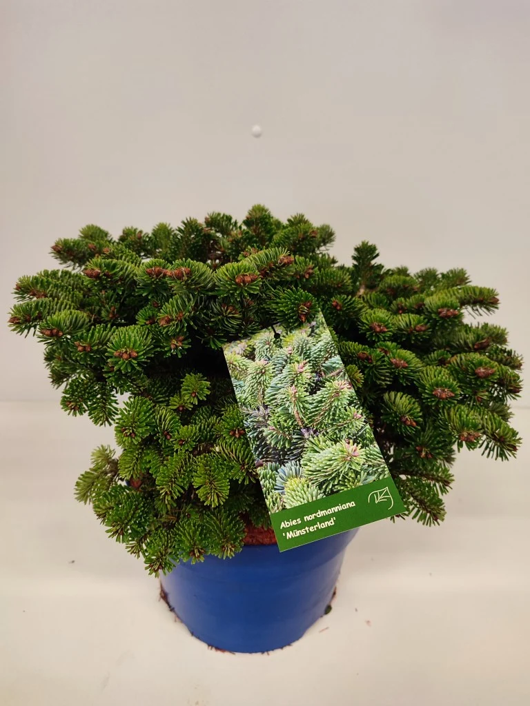 Cornus alba 'Nightfall'® C7 (7 liters kruka) 60-80 cm