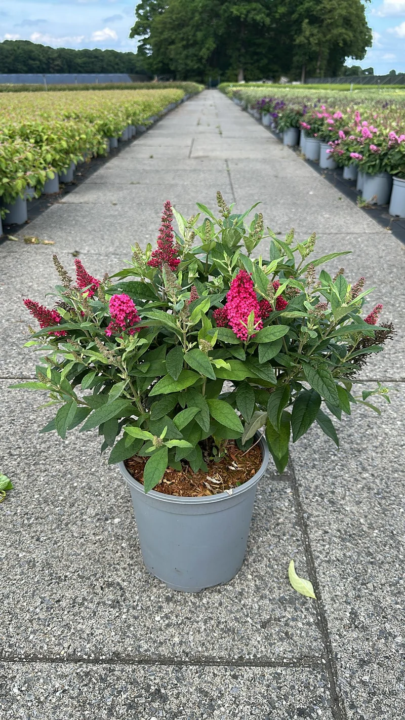 Buddleja d. 'Butterfly Candy Little Ruby'® C7 (7 liters kruka) 30-40 cm
