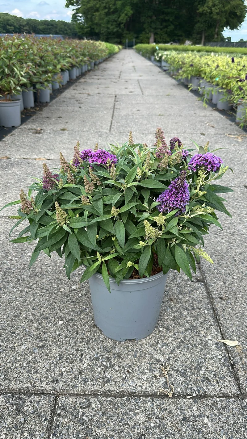 Buddleja d. 'Butterfly Candy Little Lila'® C7 (7 liters kruka) 30-40 cm