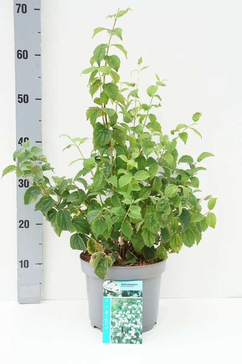 Philadelphus 'Pearls of Perfume'® C3 (3 liters kruka) 40-50 cm