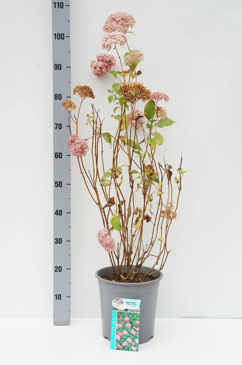 Hydrangea arborescens 'Pink Percusion' 50-60 cm, C7 (7 liters kruka)