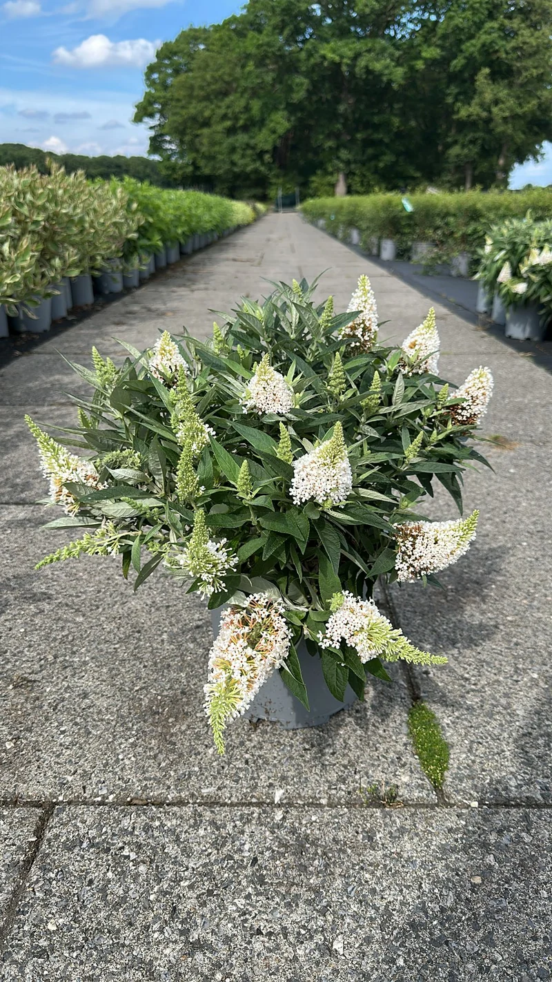 Buddleja d. 'Butterfly Candy Little White'® C7 (7 liters kruka) 30-40 cm