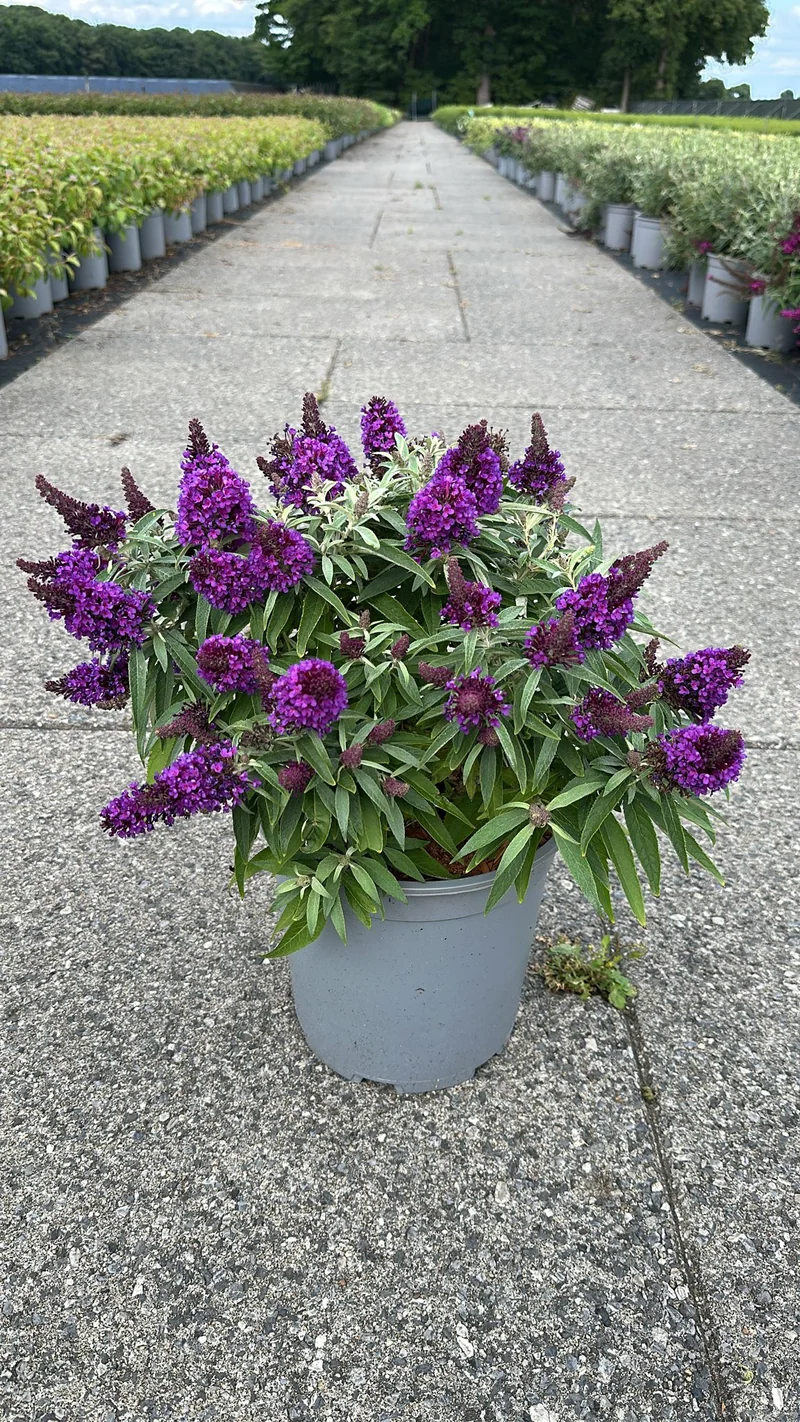 Buddleja d. 'Butterfly Candy Little Purple'® C7 (7 liters kruka) 30-40 cm