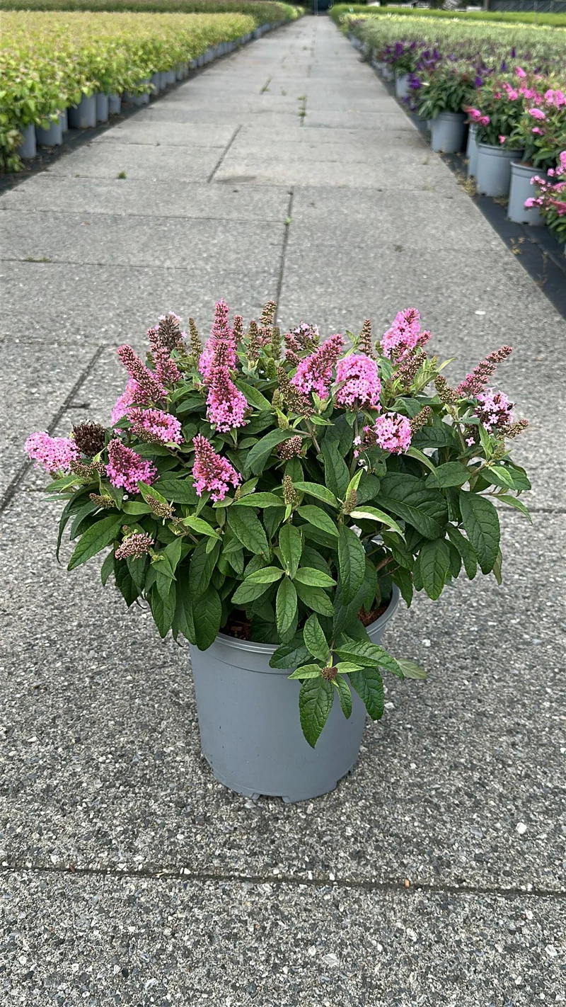 Buddleja d. 'Butterfly Candy Little Pink'® C7 (7 liters kruka) 30-40 cm