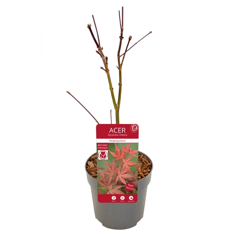 Acer palmatum 'Atropurpureum' 10,5 cm kruka 20-25 cm