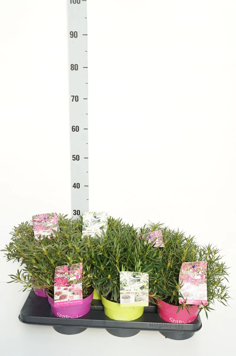 Rhododendron (AJ) 'Starstyle'® i olika sorter, C1,5 (1,5 liters kruka)