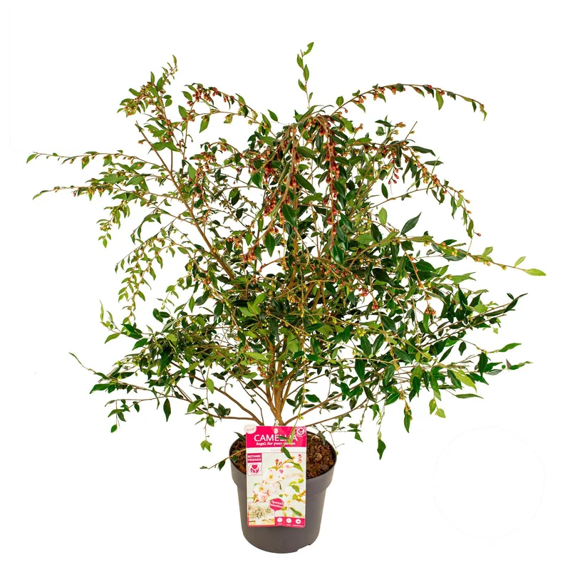 Camellia 'Cupido'® 50-60 cm, C3 (3 liters kruka)